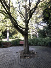 Acer negundo