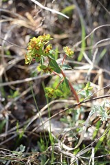 Euphorbia alpina