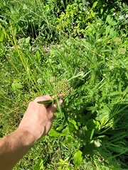 Achillea clypeolata