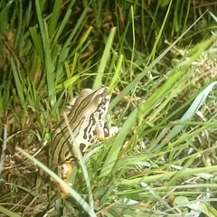 Semnodactylus wealii