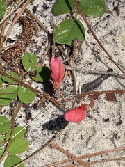 Tephrosia chrysophylla