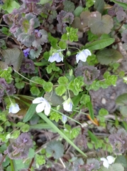 Veronica filiformis