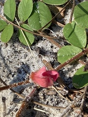 Tephrosia chrysophylla