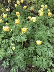 Corydalis nobilis