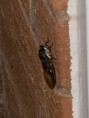 Cicadinae