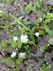 Veronica filiformis