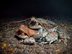 Sphaerotheca dobsonii