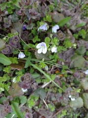 Veronica filiformis