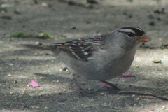 Zonotrichia leucophrys