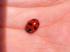 Coccinella monticola