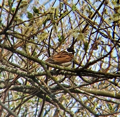 Emberiza schoeniclus
