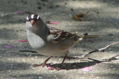 Zonotrichia leucophrys