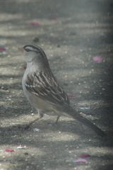 Zonotrichia leucophrys