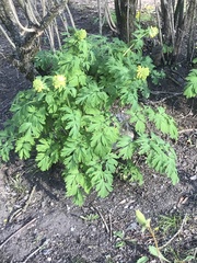 Corydalis nobilis
