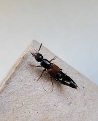 Hesperus rufipennis