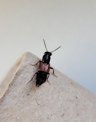 Hesperus rufipennis