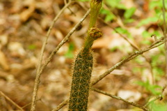 Acanthocereus oaxacensis