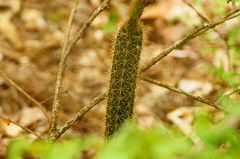 Acanthocereus oaxacensis