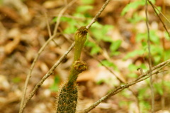 Acanthocereus oaxacensis