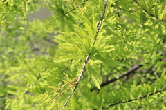Taxodium distichum