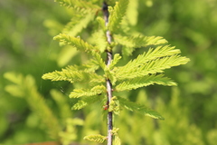 Taxodium distichum
