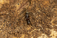 Pseudoponera stigma