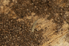 Nicoletiidae