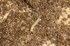 Nicoletiidae