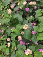Lantana camara