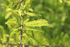 Taxodium distichum