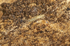 Nicoletiidae