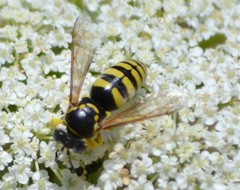 Bicyrtes capnopterus