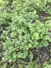 Corydalis nobilis