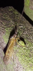 Limnephilus sparsus