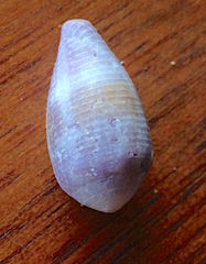 Conus glans