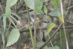 Drymophila striaticeps