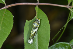 Papilio helenus