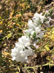 Sairocarpus coulterianus