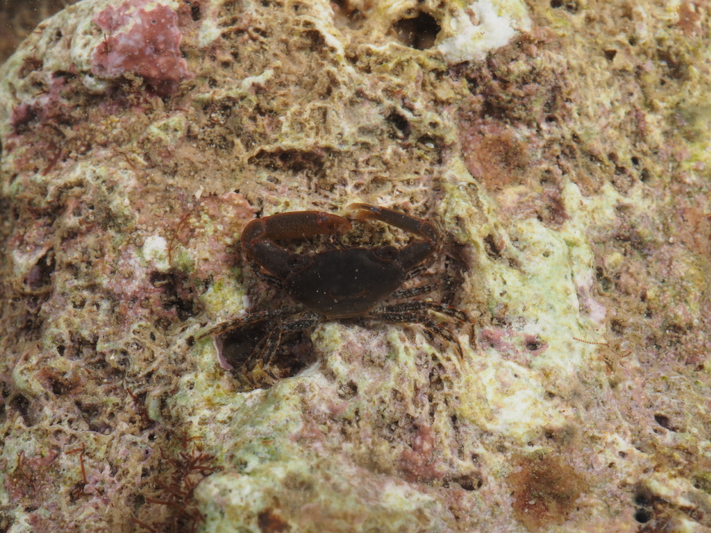 Tanaochelidae