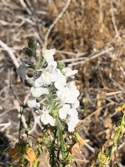 Sairocarpus coulterianus