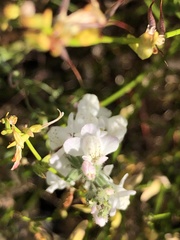 Sairocarpus coulterianus
