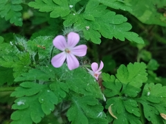 Geranium robertianum