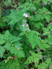 Geranium robertianum