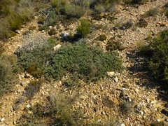 Aspalathus candidula