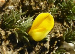 Aspalathus candidula