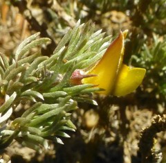 Aspalathus candidula