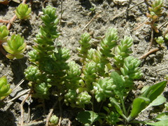 Sedum borissovae