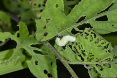 Abraximorpha davidii