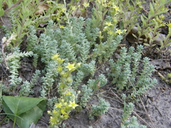 Sedum borissovae