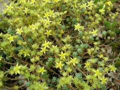 Sedum borissovae